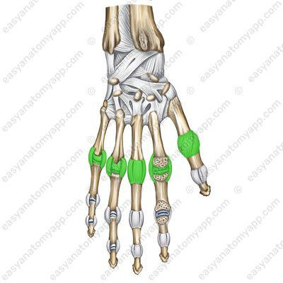 Metacarpophalangeal joints – back surface (artt. metacarpophalangeae)